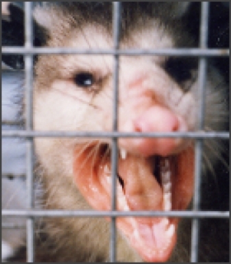 Opossum