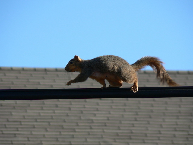 Squirrel Removal Services In Dayton