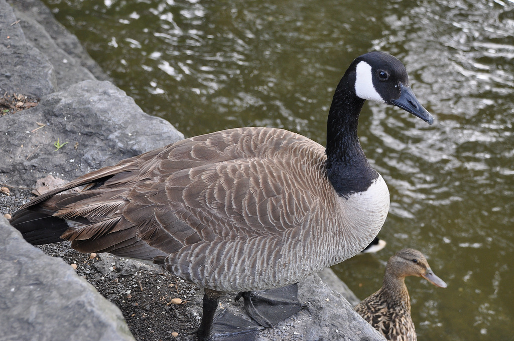 Goose control Dayton