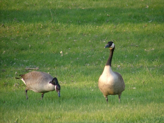 Municipal wildlife control in Dayton