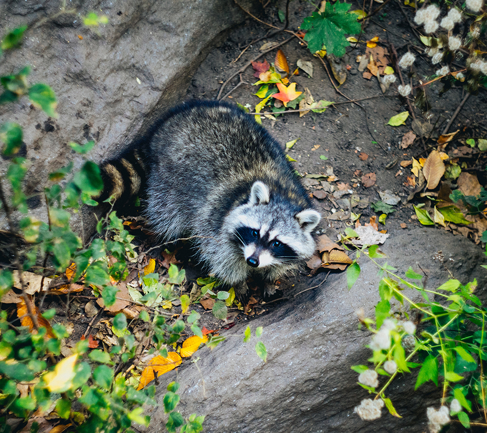 Raccoon control in Dayton