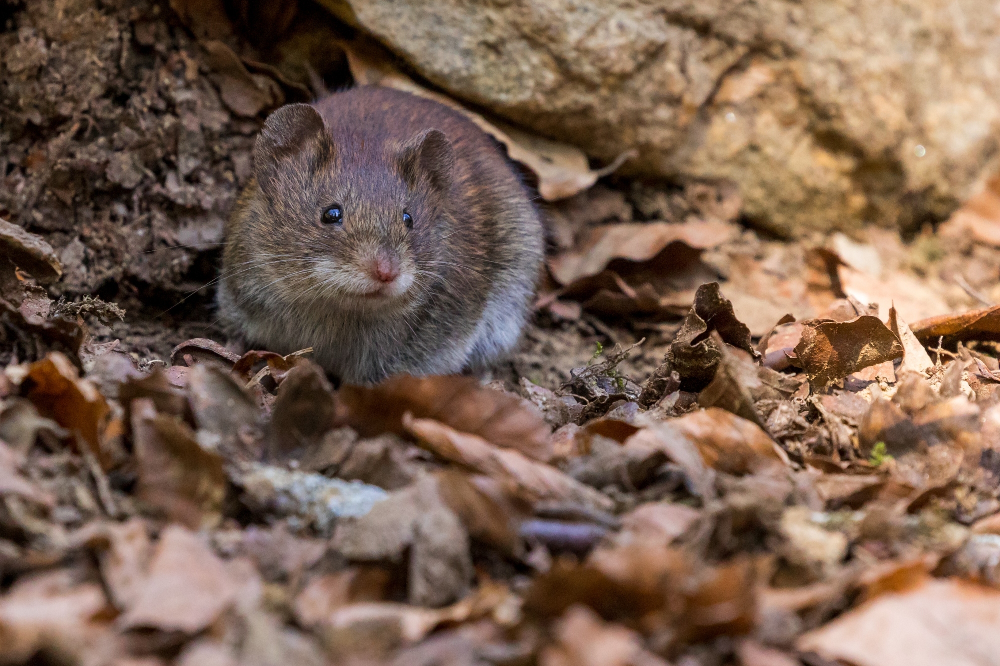 Norway rat control services in Dayton