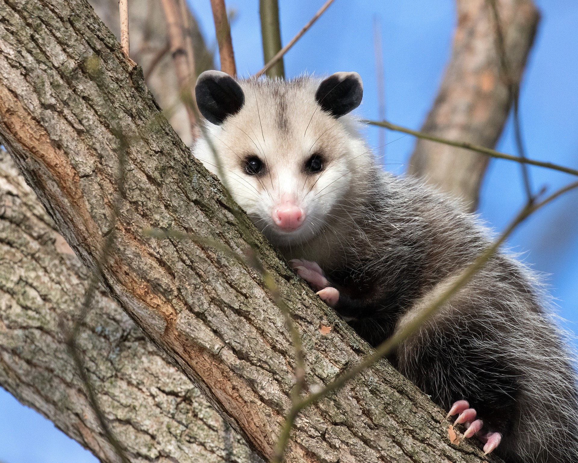 Opossum in a tree