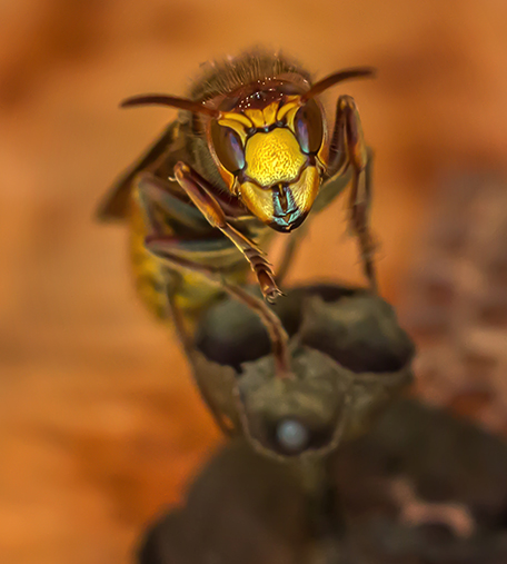 Hornet control in Dayton