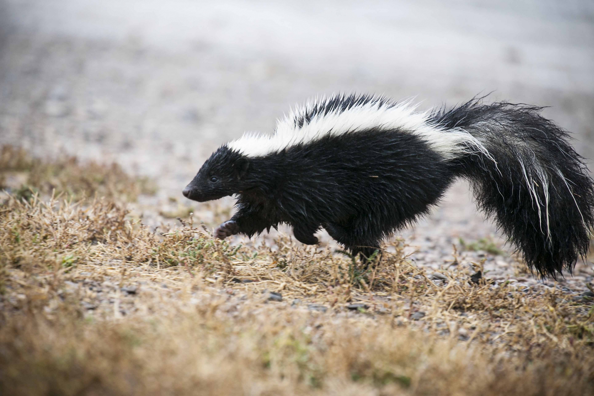 Skunk control in Dayton