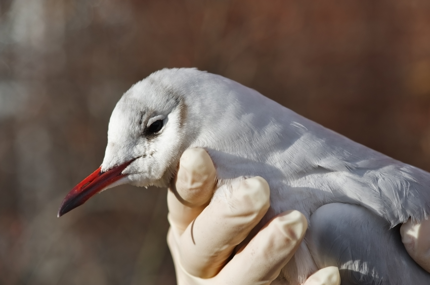 A seagull is being handled by bird control services in Dayton