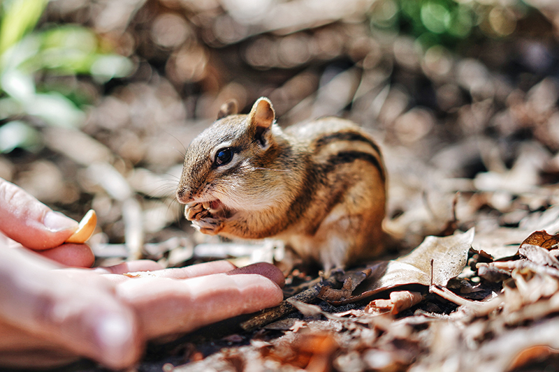Chipmunk control in Dayton