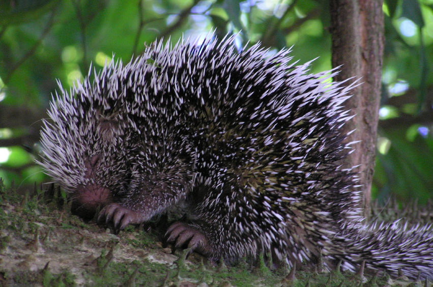commercial wildlife control services