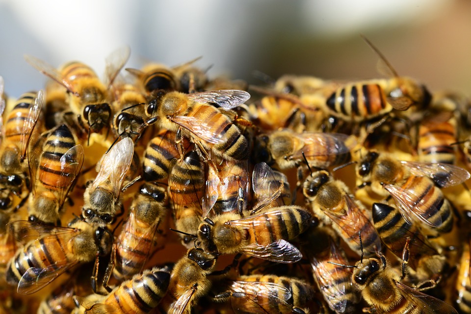 Bee control in Dayton