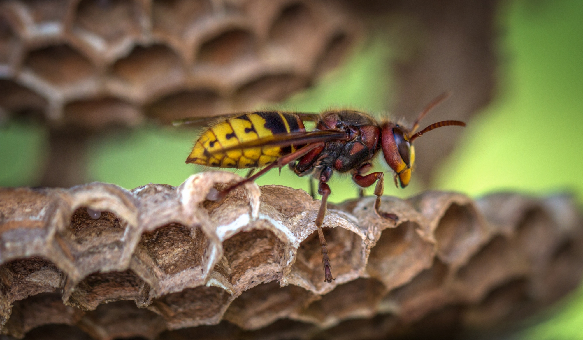 Yellow jacket control in Dayton