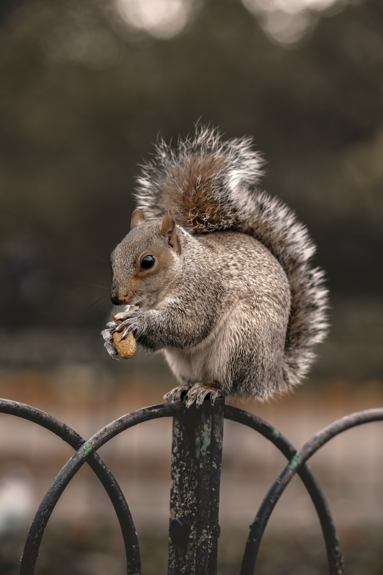 Nyt'S Exclusive:  Never Before Seen Flying Squirrel Behavior - 9e6d5ci